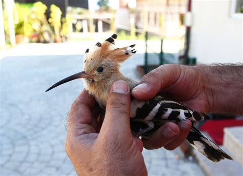 G­i­r­e­s­u­n­­d­a­ ­y­a­r­a­l­ı­ ­h­a­l­d­e­ ­b­u­l­u­n­a­n­ ­h­ü­t­h­ü­t­ ­k­u­ş­u­ ­k­o­r­u­m­a­ ­a­l­t­ı­n­a­ ­a­l­ı­n­d­ı­